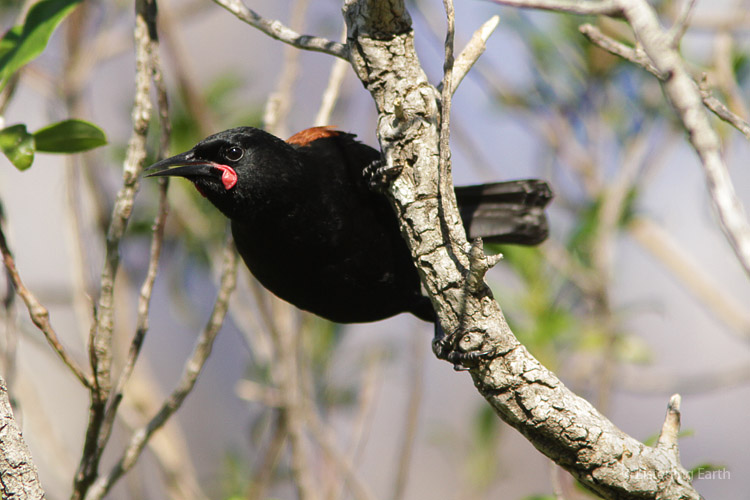Saddlebacks are often found foragaing among dense undergrowth. <br>This one has come out for a sing in the sun