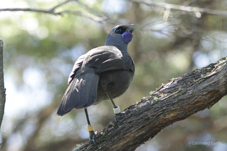 The Kokako, with its sad call and facial expression, is exceedingly rare on the mainland, <br>and the south island race may be extinct. So Tiritiri is an important refuge for them