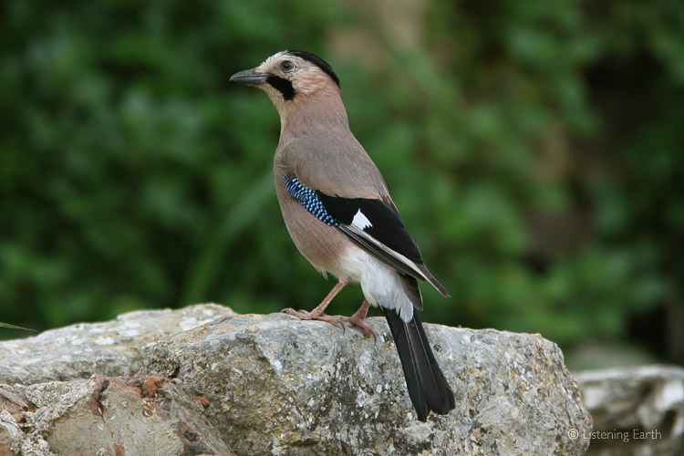 A Eurasian Jay, keenly foraging among the fallen stones