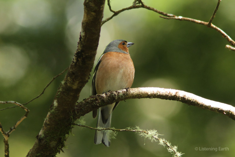 A Chaffinch, possibly the most commonly heard voice in European forests
