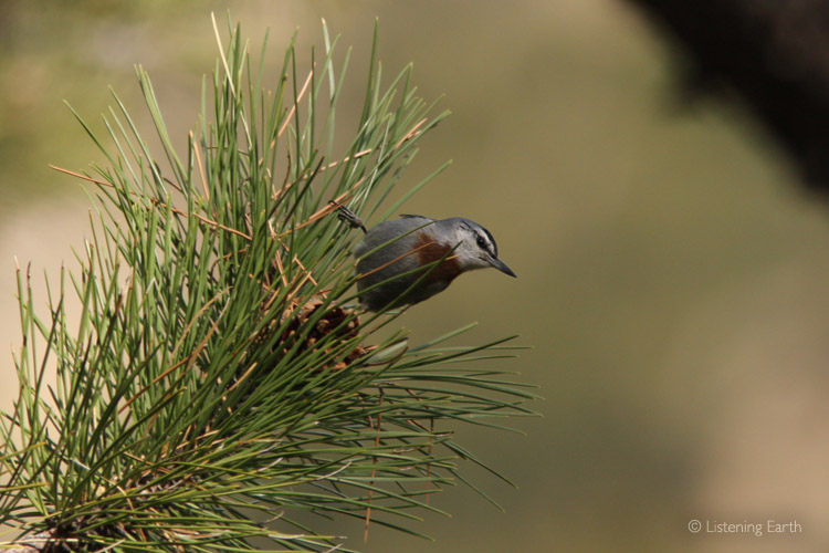 Krüppers Nuthatch, a Turkish endemic species heard frequently throughout the ruins
