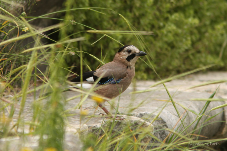 Amazing to imagine the ancestors of this Jay <br>living alongside the inhabitants of the ancient city