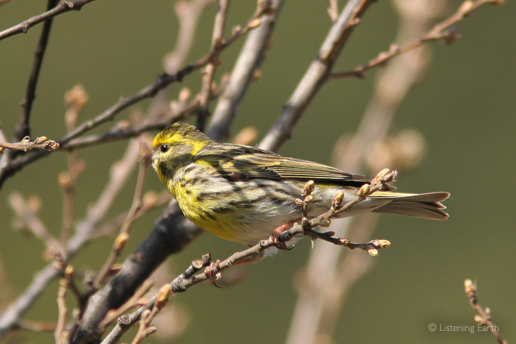 A Serin - its song is such a delightful, metallic jingle of notes