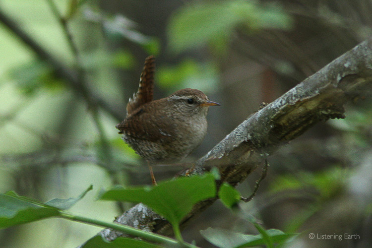 A Wren skulks unobtrusively among the undergrowth. <br> For its size, its song is remarkably loud