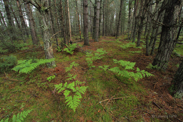 Surrounding boreal forest
