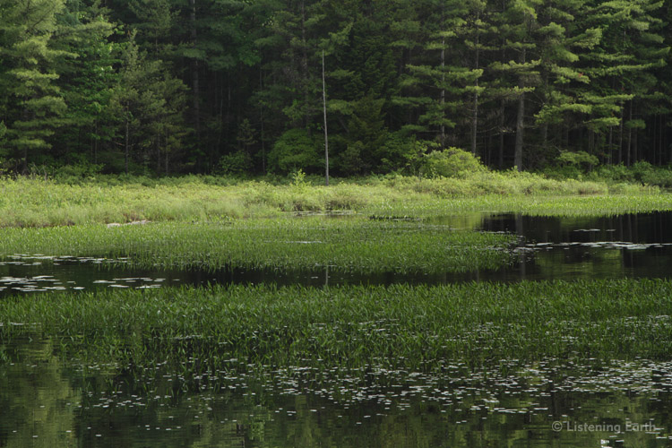 Lush garden of rushes and waterweeds, <br>with dense surrounding boreal forest