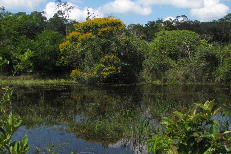 Wetlands of the Campinarama