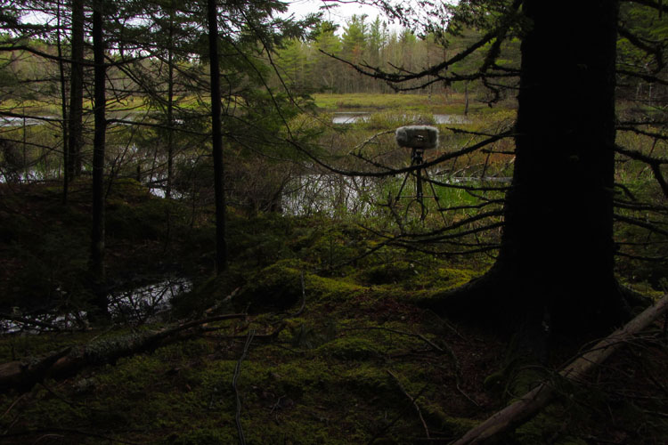 Recording location of track 6; 'Wetland near Peskowesk'