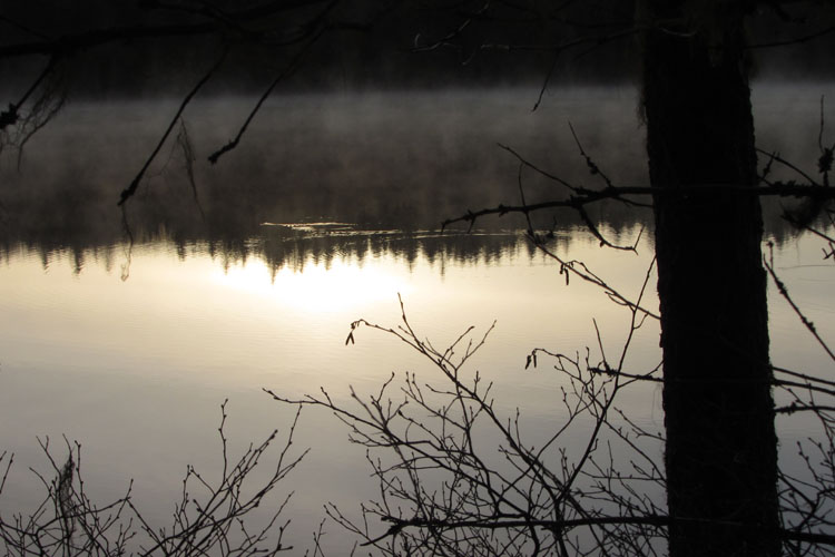 Dawn at Abraham Lake; a fish surfaces