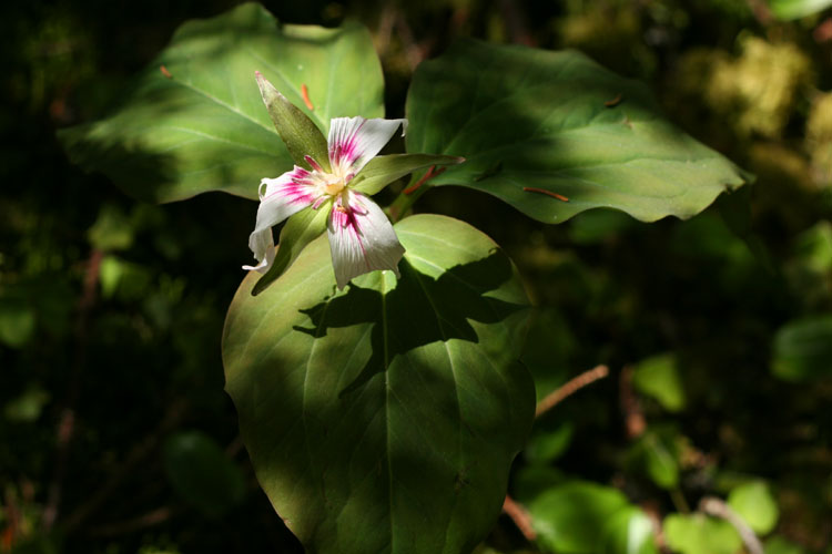 A Painted Trillium in forest light Abraham Lake