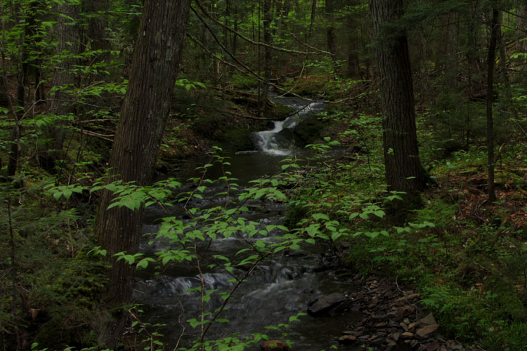 A Stream runs through the old growth forests of Ayers Lake, one of the recording locations