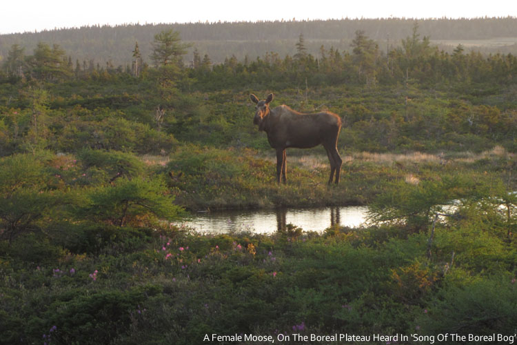 Female Moose, heard in 'Song of the Boreal Bog'