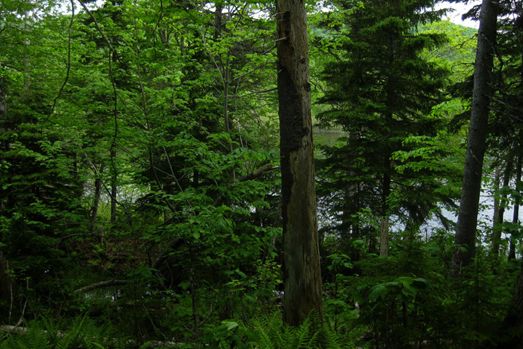 Warren Lake shore through the forest in June