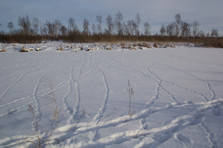 Tracks of Wild Boar and Black Grouse are found in wintertime