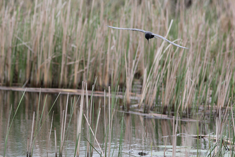 Black Terns breed in areas with reeds and floating vegetation