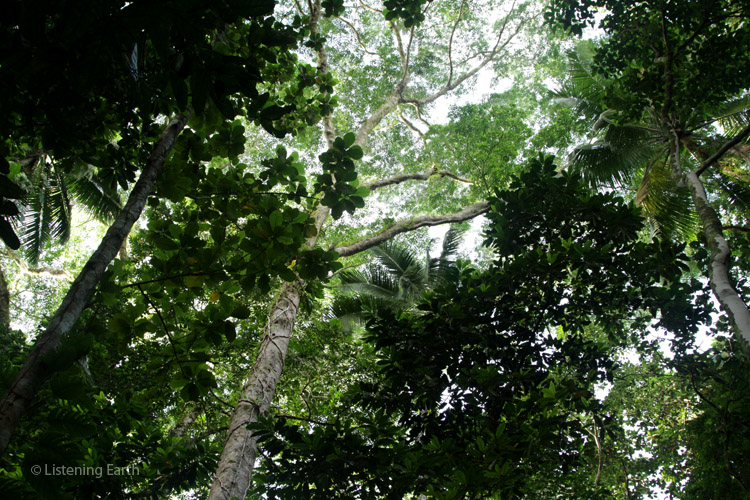 Listening Earth Blog » Blog Archive » Photographing the rainforests of ...